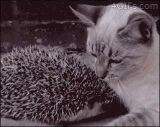 Cat & The Hedgehog