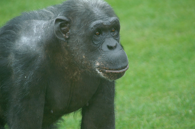 Cute as they may be, chimpanzees can cause irreversible damage