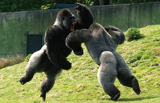 Gorillas Fighting