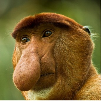 Proboscis Monkey
