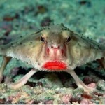 Red-lipped Batfish