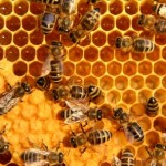 bees on honeycomb close up