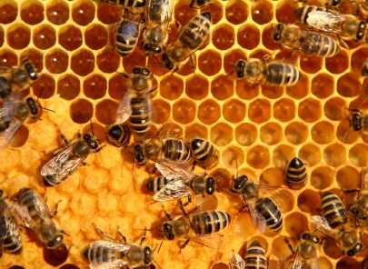 Bees on honeycomb close up