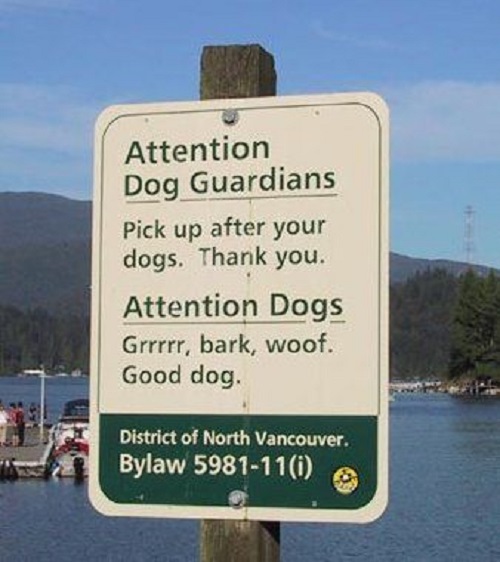 Attention dogs