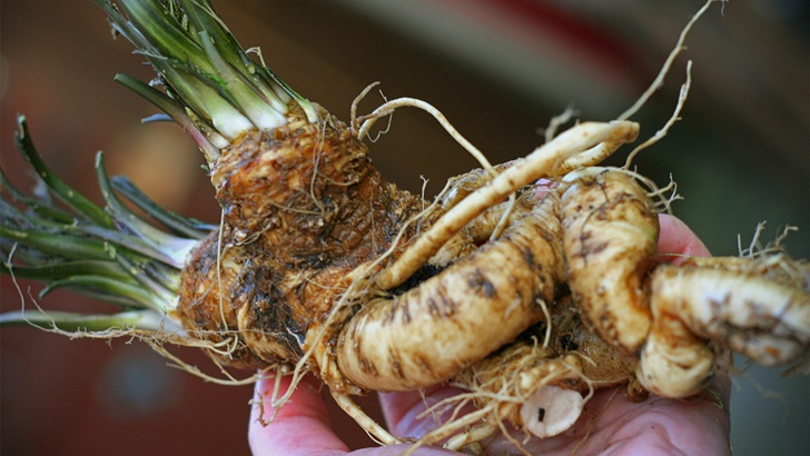 Fresh Horseradish Root