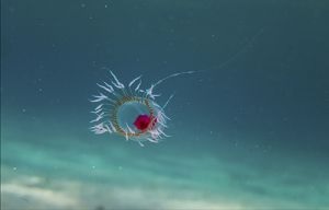 Immortal Jellyfish - Turritopsis Dohrnii